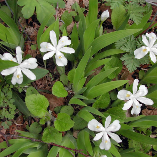 Iris cristata alba